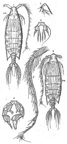 Species Arietellus giesbrechti - Plate 1 of morphological figures