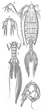 Espce Arietellus plumifer - Planche 8 de figures morphologiques