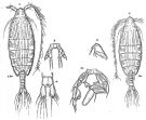 Espce Arietellus simplex - Planche 7 de figures morphologiques