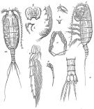 Espce Temorites elegans - Planche 1 de figures morphologiques