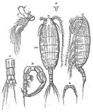 Espce Temorites sarsi - Planche 1 de figures morphologiques