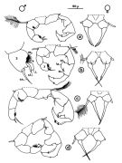 Espce Acartia (Acanthacartia) tonsa - Planche 1 de figures morphologiques
