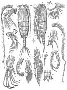 Species Temorites elongata - Plate 4 of morphological figures