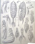 Espce Euaugaptilus vicinus - Planche 1 de figures morphologiques