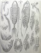 Espce Pontoptilus muticus - Planche 1 de figures morphologiques