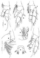 Espce Thompsonopia muranoi - Planche 2 de figures morphologiques