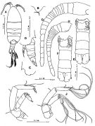 Espce Paramisophria platysoma - Planche 1 de figures morphologiques