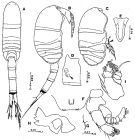 Espce Placocalanus longicauda - Planche 1 de figures morphologiques