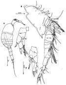 Espce Placocalanus inermis - Planche 3 de figures morphologiques