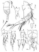Espce Placocalanus brevipes - Planche 1 de figures morphologiques