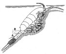 Espce Paramisophria platysoma - Planche 8 de figures morphologiques