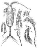 Espce Spinocalanus brevicaudatus - Planche 1 de figures morphologiques
