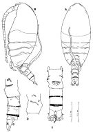 Espce Stephos robustus - Planche 1 de figures morphologiques
