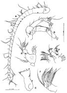 Espce Stephos robustus - Planche 2 de figures morphologiques