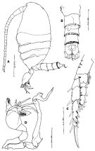 Espce Stephos robustus - Planche 4 de figures morphologiques