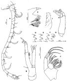 Espce Tortanus (Eutortanus) derjugini - Planche 5 de figures morphologiques