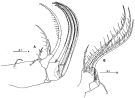 Espce Tortanus (Eutortanus) derjugini - Planche 6 de figures morphologiques