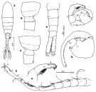 Espce Tortanus (Eutortanus) derjugini - Planche 8 de figures morphologiques