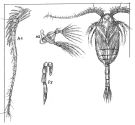 Espce Microcalanus pusillus - Planche 2 de figures morphologiques
