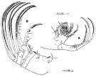 Espce Tortanus (Atortus) erabuensis - Planche 2 de figures morphologiques