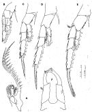 Species Tortanus (Atortus) erabuensis - Plate 3 of morphological figures