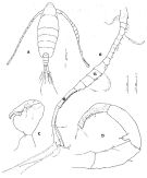 Espce Tortanus (Atortus) erabuensis - Planche 4 de figures morphologiques