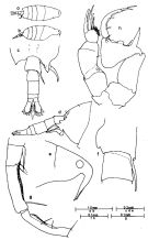 Espce Labidocera moretoni - Planche 2 de figures morphologiques