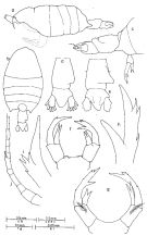 Espce Pontellopsis tasmanensis - Planche 1 de figures morphologiques