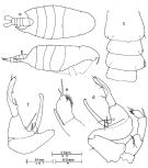 Espce Pontellopsis tasmanensis - Planche 2 de figures morphologiques