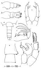 Espce Candacia bradyi - Planche 2 de figures morphologiques