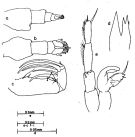 Espce Candacia catula - Planche 3 de figures morphologiques