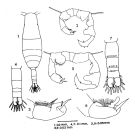 Espce Acartia (Acartiura) margalefi - Planche 2 de figures morphologiques