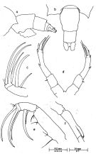 Espce Candacia truncata - Planche 5 de figures morphologiques