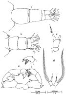 Espce Acartia (Acartia) negligens - Planche 6 de figures morphologiques