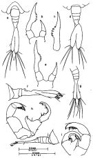 Espce Tortanus (Tortanus) barbatus - Planche 1 de figures morphologiques