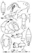 Espce Labidocera kryeri - Planche 3 de figures morphologiques