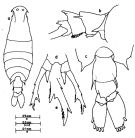 Espce Labidocera laevidentata - Planche 1 de figures morphologiques