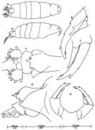 Espce Labidocera farrani - Planche 1 de figures morphologiques