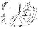 Espce Pontellina morii - Planche 1 de figures morphologiques