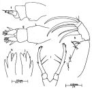 Espce Candacia discaudata - Planche 2 de figures morphologiques