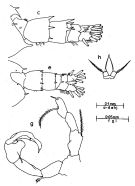 Espce Acartia (Odontacartia) mertoni - Planche 1 de figures morphologiques