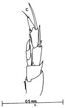 Espce Nannocalanus minor - Planche 5 de figures morphologiques
