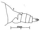 Espce Undinula vulgaris - Planche 7 de figures morphologiques