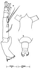 Espce Pareucalanus attenuatus - Planche 6 de figures morphologiques