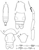 Espce Subeucalanus subcrassus - Planche 4 de figures morphologiques