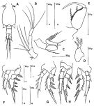 Espce Monothula subtilis - Planche 1 de figures morphologiques
