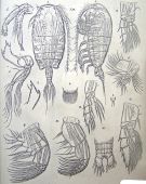 Espce Pseudhaloptilus lobatus - Planche 1 de figures morphologiques