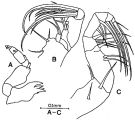 Espce Paramisophria fosshageni - Planche 2 de figures morphologiques