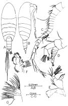 Espce Ridgewayia flemingeri - Planche 1 de figures morphologiques