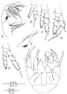 Espce Ridgewayia flemingeri - Planche 2 de figures morphologiques